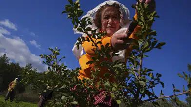 Karaburun Yarımadası Kadınları Sakız Ağaçlarını Yeniden Canlandırıyor
