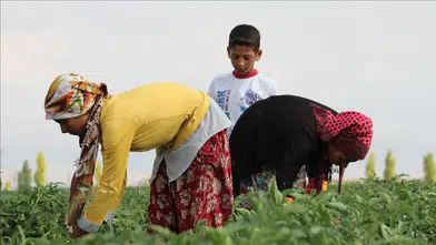 “Tarımda maaşlar sert yükseldi: İşçi ücretleri yüzde 40’a yakın arttı”