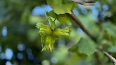 Düzce fındığına Avrupa Birliği'nden büyük talep: 3 ayda 2 bin 794 ton gönderildi!