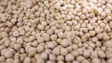 Dünyanın fındık ambarı Karadeniz: 69 ülke Türk fındığı için sıraya girdi!