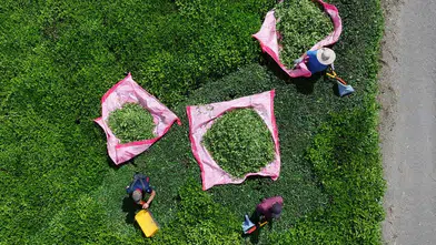 Dünya Çay Günü’nde çifte kutlama: Hasat ve festival bir arada!