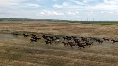 Milyonluk taylar görücüye çıkıyor! 116 safkan Arap atı yeni sahiplerini bekliyor