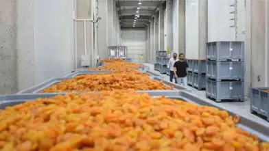Malatya'da 11 bin ton kapasiteli lisanslı depolar kayısı üreticilerini bekliyor