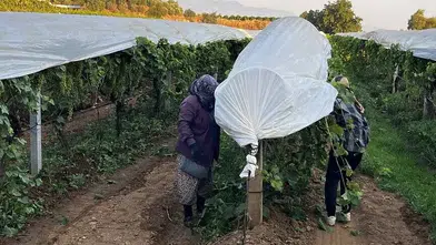 Türkiye'nin kuru meyve ihracatında yüksek rekolte hedefi