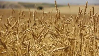 Buğday üretiminde yeni rekor beklentisi: Türkiye krizden izole, yağışlar etkili oldu