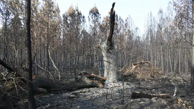 Fransa’da 1700 hektarı yutan yangında son durum