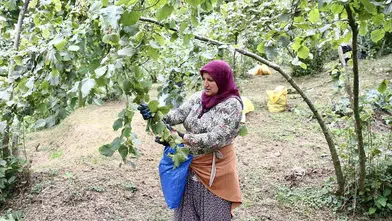 Giresun'da fındık hasadı coşkusu başladı