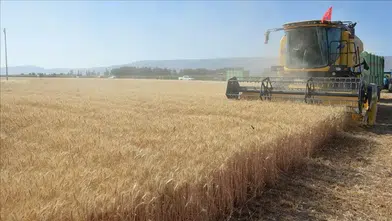 Erzurum'da lise öğrencileri hasat döneminde tarımla buluştu