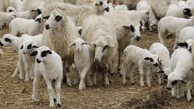 TİGEM, 7 bin 350 baş reforme küçükbaş hayvanı satışa sunuyor