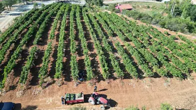 Isparta'da devlet destekli bağlarda üzüm hasadı başladı