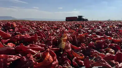 Kahramanmaraş'ta tescilli Maraş biberinin hasadına başlandı