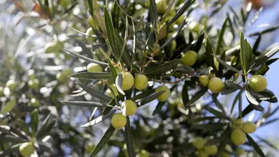 Antalya'da zeytin hasadında yüksek rekolte bekleniyor