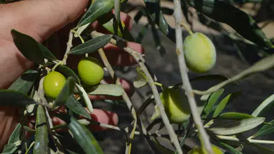 Ayvalık'ta zeytin hasadı coşkusu: Geleneksel etkinlikte bereket dilekleri