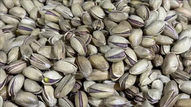 Türkiye'nin 9 aylık fıstık ihracatı 80,9 milyon dolara ulaştı