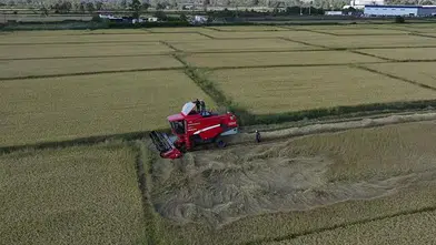 Düzce'de coğrafi işaretli Konuralp pirincinin hasadı başladı