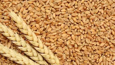 TİGEM 4 bin 427 ton buğday satışı gerçekleştiriyor