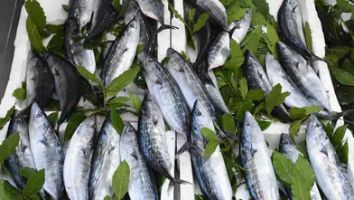 Karadeniz'de palamut bolluğu sezonu başladı