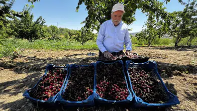 Elazığ'da 7 bin 200 dekar alanda kiraz hasadı devam ediyor