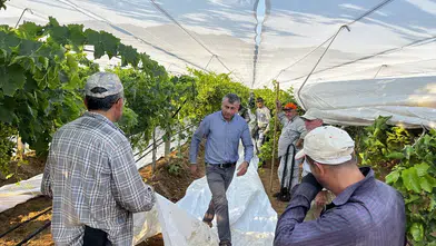 Manisa'da üzüm üreticileri koruma örtüsü kullanıyor