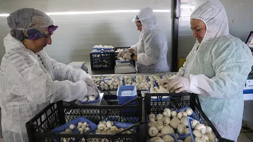 Devlet desteğiyle büyük başarı: Nevşehir’de günde 2 ton mantar üretimi