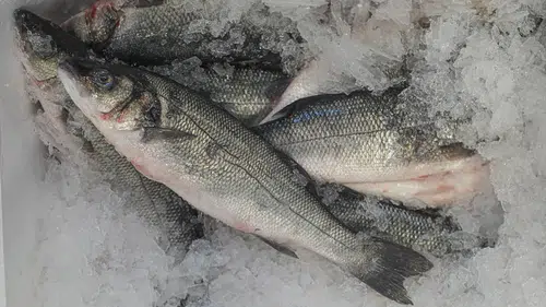 Türk Balığına Küresel Talep Artıyor: İhracatta Rekor Başlangıç!