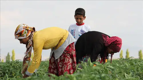 “Tarımda maaşlar sert yükseldi: İşçi ücretleri yüzde 40’a yakın arttı”