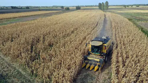 Türkiye bereketli bir yıla hazırlanıyor: Hububatta rekor kapıda!