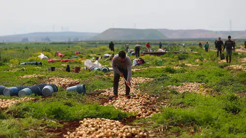 Reyhanlı’da bereket fışkırıyor: 122 bin tonluk dev hasat başladı!