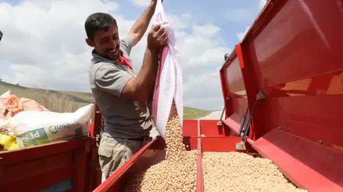 Yozgat'ta nohut üretiminde yağışlarla birlikte rekor rekolte bekleniyor!