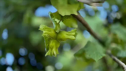 Düzce fındığına Avrupa Birliği'nden büyük talep: 3 ayda 2 bin 794 ton gönderildi!