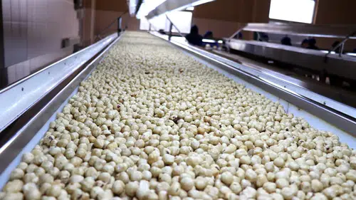 Borsalarda fındık hareketliliği: 7 ayda 261 bin ton sınırı aşıldı!