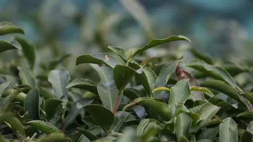 Türk çay ihracatında güçlü artış: gelir yüzde 38 yükseldi