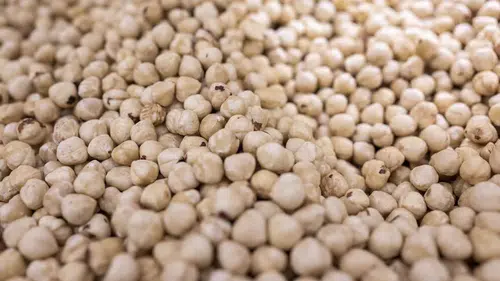 Dünyanın fındık ambarı Karadeniz: 69 ülke Türk fındığı için sıraya girdi!