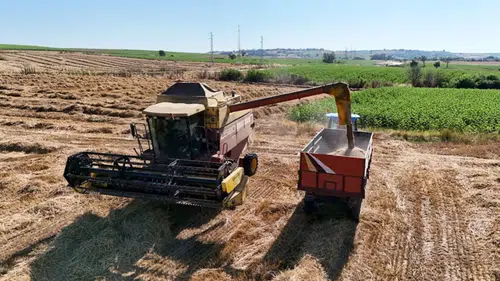 Kuraklıktan berekete: Trakya’da buğday rekoltesi ikiye katlandı