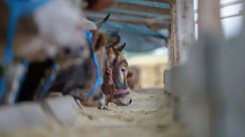 Et fiyatlarını sabitleyecek formül bulundu: 108 bin hayvan dağıtılıyor