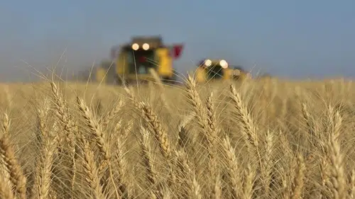 Üreticiyi Rahatlatacak Karar: TMO Bu Yıl Süreyi Kısaltıyor