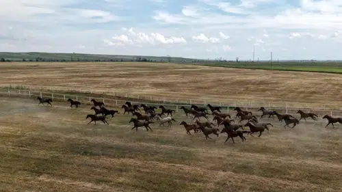 Milyonluk taylar görücüye çıkıyor! 116 safkan Arap atı yeni sahiplerini bekliyor