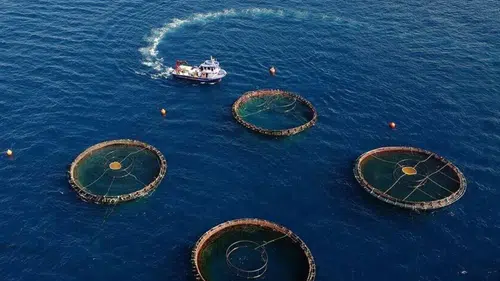 Doğu Karadeniz'de büyük başarı: 19 ülkeye tonlarca ihracat