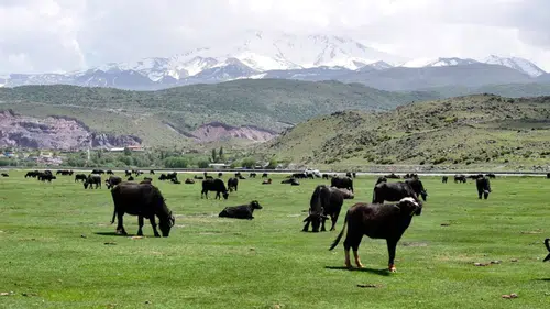 Kayseri’den dev hayvancılık hamlesi: Sürülerin sayısı katlanarak artıyor