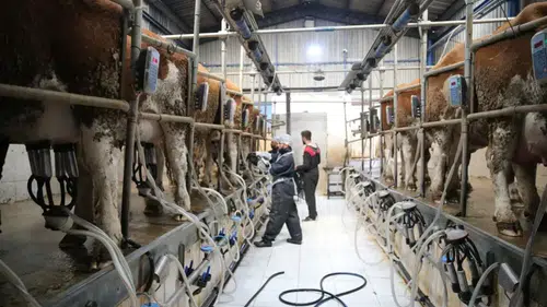 Bakanlıktan süt üreticisine 24,6 milyar TL’lik rekor destek