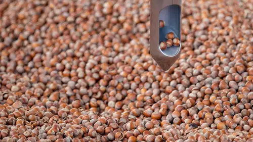 Borsada fındık mesaisi: 9 aylık dönemde dev satış hacmi
