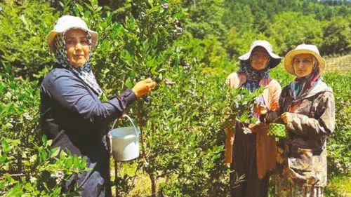 İznikli kadınların yaban mersini dünya pazarlarında