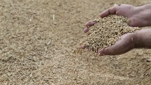 1 milyon ton hububat 21 günde toplandı! İşte TMO'nun rekor kıran stratejisi