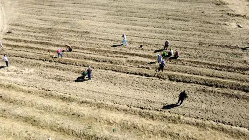 Karabük'te safran soğanı ekimi 2027 hedefiyle başlatıldı