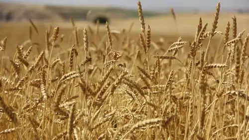 Buğday üretiminde yeni rekor beklentisi: Türkiye krizden izole, yağışlar etkili oldu
