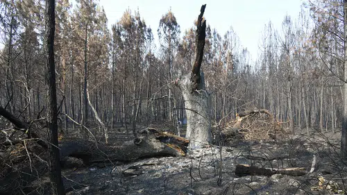 Fransa’da 1700 hektarı yutan yangında son durum