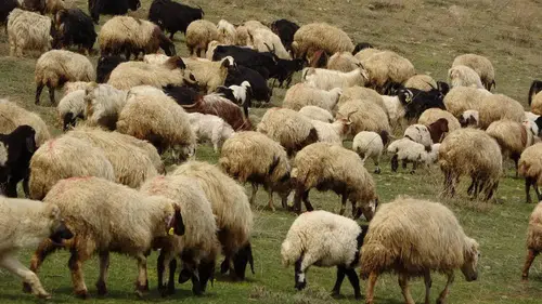 Ordu'da koyun, koç ve düve alım ihalesi düzenlenecek