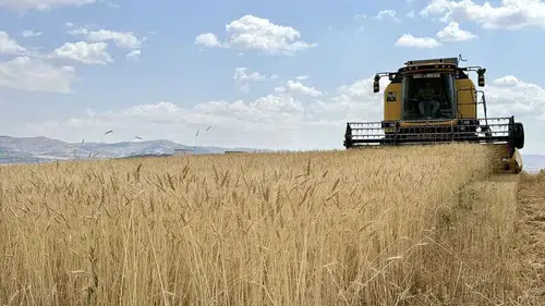 Bozkırda tarım devrimi: Doğru tohum ve düzenli yağış verimi ikiye katladı!