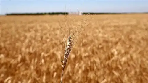 Geçtiğimiz ay buğday fiyatlarında sert artışlar yaşandı