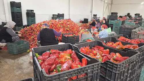 Bursa'nın tarım kooperatifi, Hollanda'ya büyük bir salça ihracatı yapacak